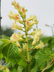 Aesculus flava