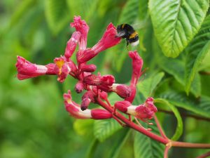 Aesculus pavia ‘Atrosanguinea’