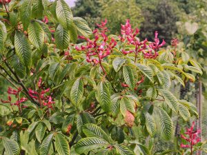 Aesculus pavia ‘Atrosanguinea’