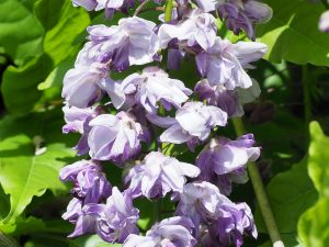 Wisteria ‘Violacea Plena’