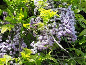 Wisteria ‘Violacea Plena’