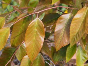 Fagus longipetiolata