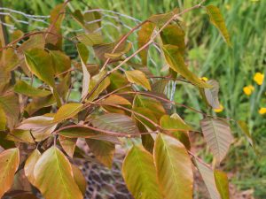 Fagus longipetiolata