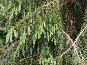 Picea breweriana