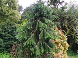 Picea breweriana