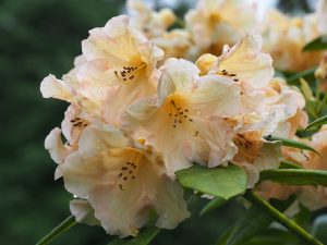 Rhododendron ‘Tortoiseshell Orange’