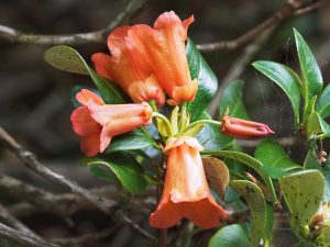 Rhododendron dichroanthum var. apodectum