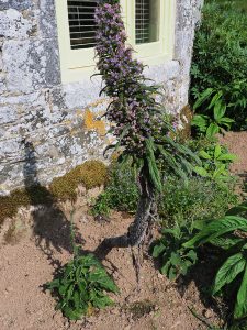 Echium pininana