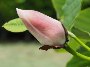 Magnolia ‘Southern Belle’