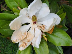Magnolia grandiflora ‘Russet’