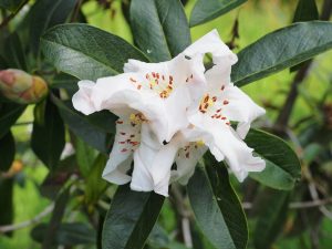 Rhododendron maddenii