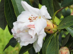 Rhododendron maddenii