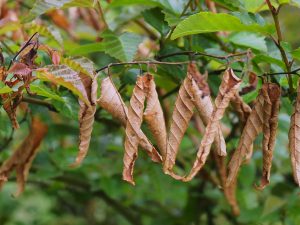 Karpinus kawakamii