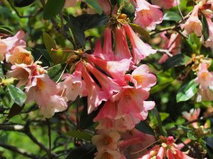 Rhododendron roylii hybrids