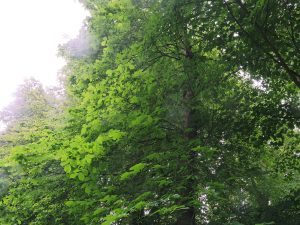 Broadleaved Elm