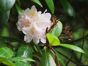 A late white rhododendron