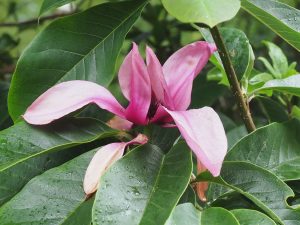 Magnolia ‘Caerhays Surprise’