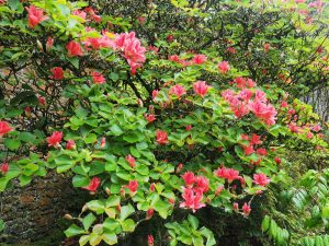Rhododendron weyrichii