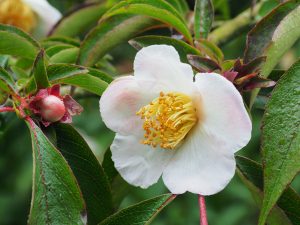 Stewartia rostrata