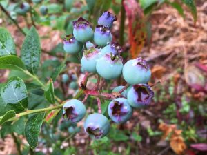 blueberries