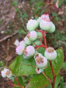 blueberries