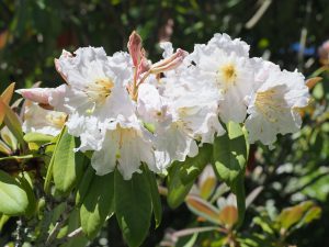 Rhododendron serotinum