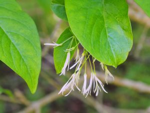 Chionanthus virginicus