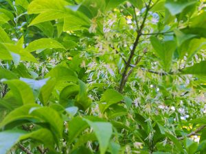 Chionanthus virginicus