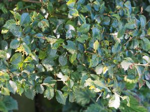Ulmus minor subsp. angustifolia