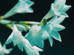 Watsonia arderneri