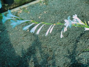 Watsonia arderneri