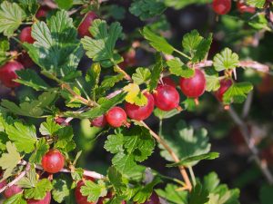 Blackcurrants, gooseberries and redcurrants