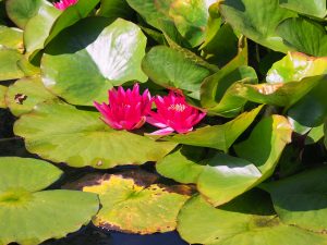 Red water lilies