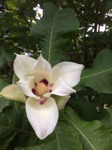 Magnolia macrophylla subsp ashei