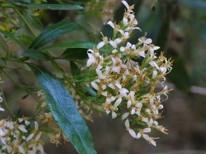 Olearia megalophylla