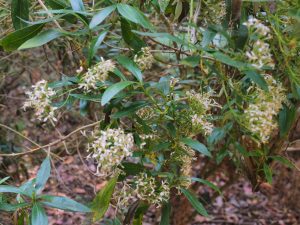 Olearia megalophylla