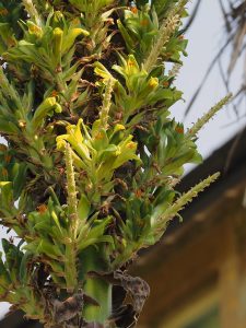 Puya chilensis and Puya berteronica self-crossed