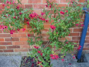 Fuchsia ‘Lady Boothby’