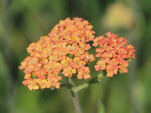 Achillea ‘Terracotta’