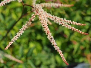 Aruncus ‘Horatio’