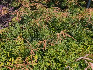 Aruncus ‘Horatio’