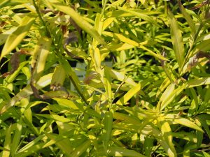 Salix udensis ‘Golden Sun’