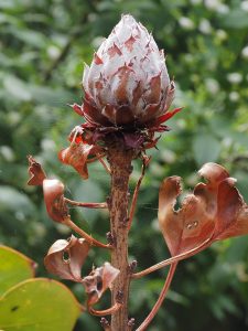 Protea cyanaroides