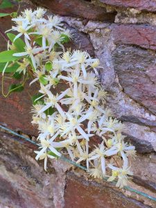 Clematis uncinata