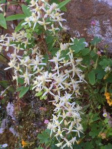 Clematis uncinata