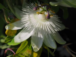 Passiflora caerulea ‘Snow Queen’