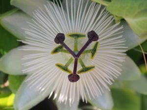 Passiflora caerulea ‘Snow Queen’