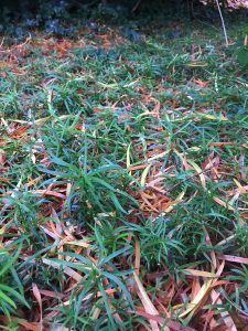Podocarpus salignus a veritable carpet of seedlings