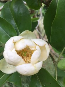Magnolia virginiana seedling