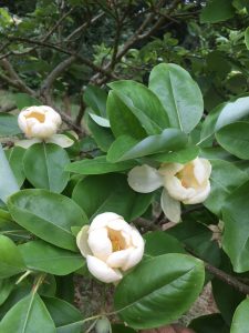 Magnolia virginiana seedling